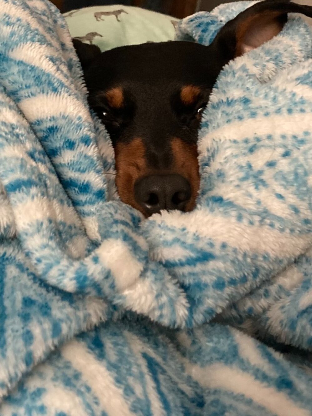 🐶 Hendrix's Tater Fund 🐾 - Picture 3 of 14